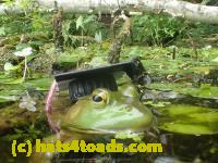 /home//u458753944/public_html/sourcegallery//Frogs/More bullfrogs/P7251210.JPG
